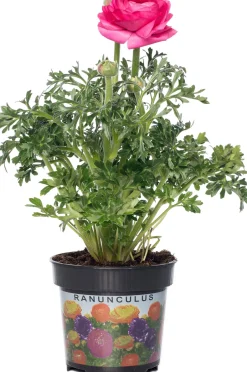 Intratuin Hahnenfuß (Ranunculus) D 10,5 H 15 cm| Blühende Pflanzen|Einjährige Pflanzen