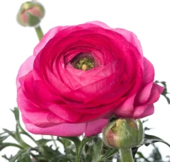 Intratuin Hahnenfuß (Ranunculus) D 10,5 H 15 cm| Blühende Pflanzen|Einjährige Pflanzen