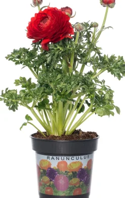 Intratuin Hahnenfuß (Ranunculus) D 10,5 H 15 cm| Blühende Pflanzen|Einjährige Pflanzen