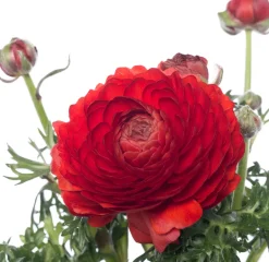 Intratuin Hahnenfuß (Ranunculus) D 10,5 H 15 cm| Blühende Pflanzen|Einjährige Pflanzen