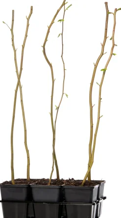 Intratuin Hainbuche (Carpinus betulus) D 9 H 60 cm| Heckenpflanzen|Winterharte Pflanzen