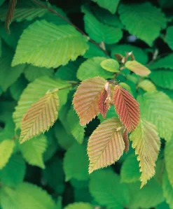 Intratuin Hainbuche (Carpinus betulus) D 9 H 60 cm| Heckenpflanzen|Winterharte Pflanzen