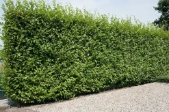 Intratuin Hainbuche (Carpinus betulus 'Fastigiata')| Heckenpflanzen|Buche & Hainbuche