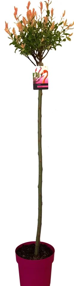 Intratuin Harlekin-Weide (Salix integra 'Flamingo') D 23 H 150 cm| Winterharte Pflanzen|Weide