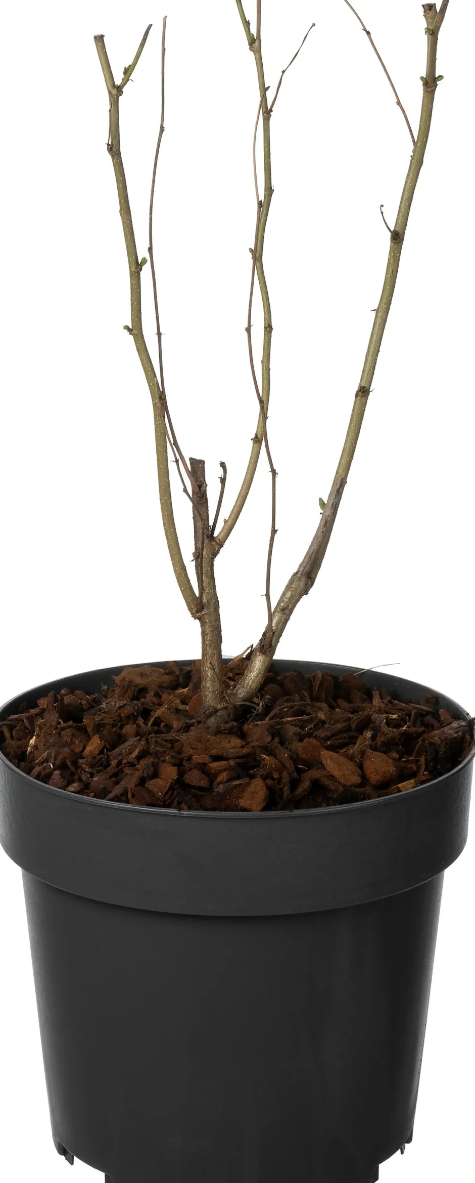 Intratuin Haselstrauch (Corylus avellana) D 19 H 30 cm| Winterharte Pflanzen|Blühende Pflanzen