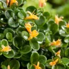 Intratuin Heckenkirsche (Lonicera crassifolia 'Little Honey')| Blühende Pflanzen|Kletterpflanzen