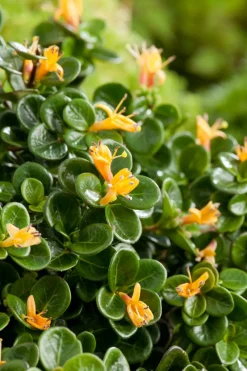 Intratuin Heckenkirsche (Lonicera crassifolia 'Little Honey')| Blühende Pflanzen|Kletterpflanzen