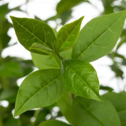 Intratuin Hecken-Liguster (Ligustrum ovalifolium) D 9 cm| Blühende Pflanzen|Heckenpflanzen