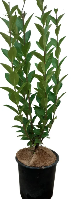 Intratuin Hecken-Liguster (Ligustrum ovalifolium) D 17 H 40 cm| Heckenpflanzen|Liguster