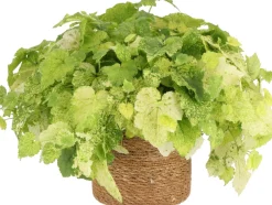 Intratuin Henne mit Küken (Tolmiea menziesii) D 12 H 20 cm| Kleine Zimmerpflanzen|Grünpflanzen