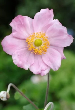 Intratuin Herbstanemone (Anemone Hybride 'Konigin Charlotte') D 11 cm| Blühende Pflanzen|Mehrjährige Pflanzen