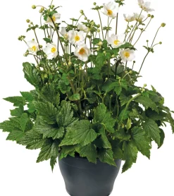 Intratuin Herbstanemone (Anemone hybrida 'Honorine Jobert') D 17 H 35 cm| Blühende Pflanzen|Winterharte Pflanzen