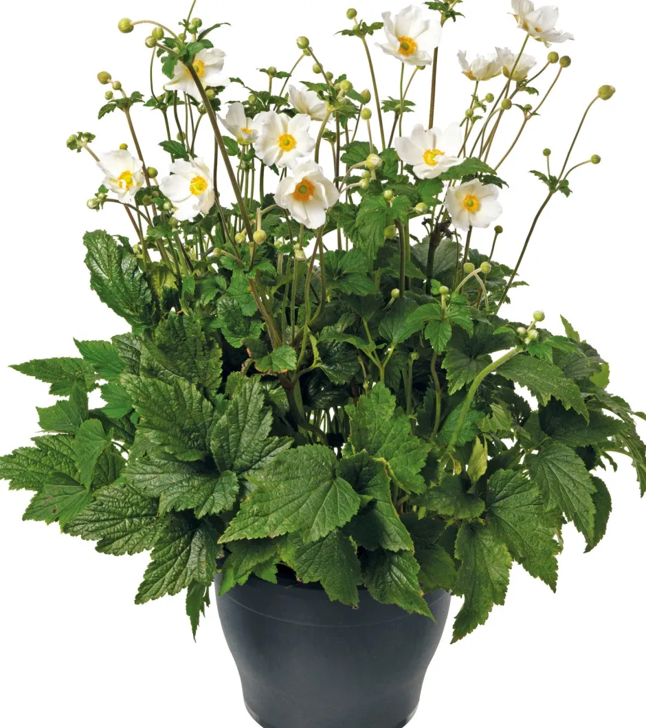 Intratuin Herbstanemone (Anemone 'Wild Swan') D 15 H 35 cm| Blühende Pflanzen|Winterharte Pflanzen