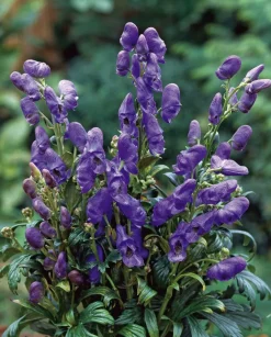 Intratuin Herbst-Eisenhut (Aconitum carmichaelli 'Arendsii')| Pflanzen Für Schatten|Mehrjährige Pflanzen