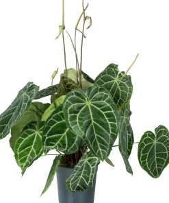 Intratuin Herzblattblume (Anthurium crystallinum) D 27 H 90 cm| Große Pflanzen|Blühende Zimmerpflanzen