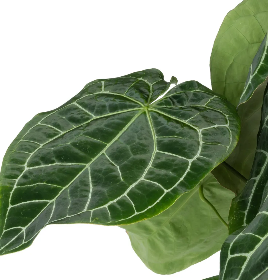 Intratuin Herzblattblume (Anthurium crystallinum) D 27 H 90 cm| Große Pflanzen|Blühende Zimmerpflanzen