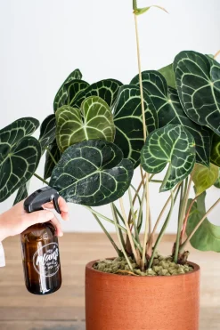 Intratuin Herzblattblume (Anthurium clarinervium) D 32 cm H 75 cm| Blühende Zimmerpflanzen|Flamingoblumen