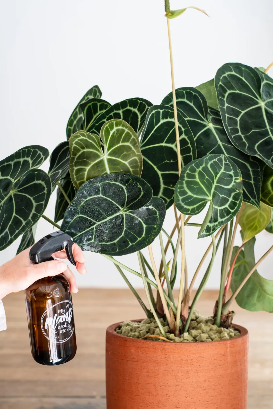 Intratuin Herzblattblume (Anthurium clarinervium) D 32 cm H 75 cm| Blühende Zimmerpflanzen|Flamingoblumen