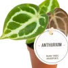 Intratuin Herzblattblume (Anthurium crystallinum) D 6 H 15 cm| Kleine Zimmerpflanzen|Blühende Zimmerpflanzen