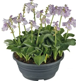 Intratuin Herzblattlilie (Hosta 'Blue Mouse Ears') D 21 cm| Blühende Pflanzen|Pflanzen Für Schatten