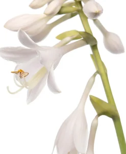 Intratuin Herzblattlilie (Hosta sieboldiana 'Elegans') D 11 H 10 cm| Blühende Pflanzen|Winterharte Pflanzen