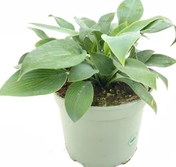 Intratuin Herzblattlilie (Hosta tardiana 'Halcyon') D 19 H 25 cm| Blühende Pflanzen|Winterharte Pflanzen