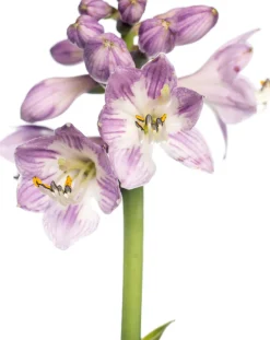 Intratuin Herzblattlilie (Hosta tardiana 'Halcyon') D 11 H 10 cm| Blühende Pflanzen|Winterharte Pflanzen