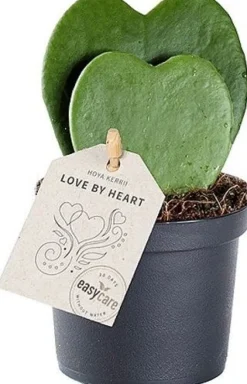 Intratuin Herzblatt-Pflanze (Hoya kerrii) D 9 H 20 cm| Kleine Zimmerpflanzen|Grünpflanzen