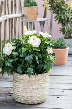 Intratuin Hibiskus (Hibiscus rosa sinensis) D 21 H 55 cm| Hibiskus