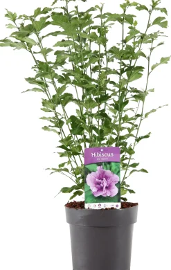 Intratuin Hibiskus (Hibiscus syriacus 'Ardens') D 23 H 60 cm| Blühende Pflanzen|Hibiskus