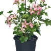 Intratuin Hängegeranie (Pelargonium) D 10,5 cm| Einjährige Pflanzen