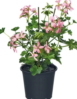 Intratuin Hängegeranie (Pelargonium) D 10,5 cm| Einjährige Pflanzen