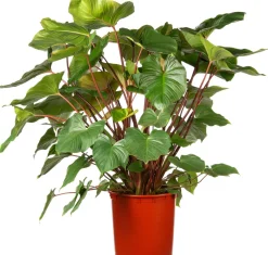 Intratuin Homalomena (Homalomena rubescens 'Maggy') D 34 H 120 cm| Große Pflanzen|Grünpflanzen