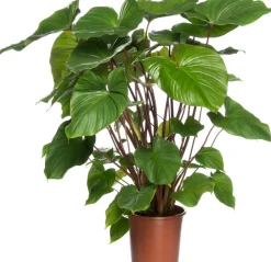 Intratuin Homalomena (Homalomena rubescens 'Maggy') D 24 H 80 cm| Grünpflanzen