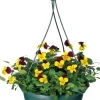 Intratuin Hornveilchen im Hängetopf (Viola cornuta) D 23 H 35 cm| Einjährige Pflanzen|Stiefmütterchen & Hornveilchen