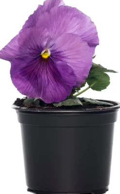 Intratuin Hornveilchen (Viola cornuta) D 9 cm| Blühende Pflanzen|Einjährige Pflanzen