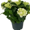 Intratuin Hortensie (Hydrangea macrophylla ) weiß D 15 H 40 cm| Blühende Zimmerpflanzen|Hortensien