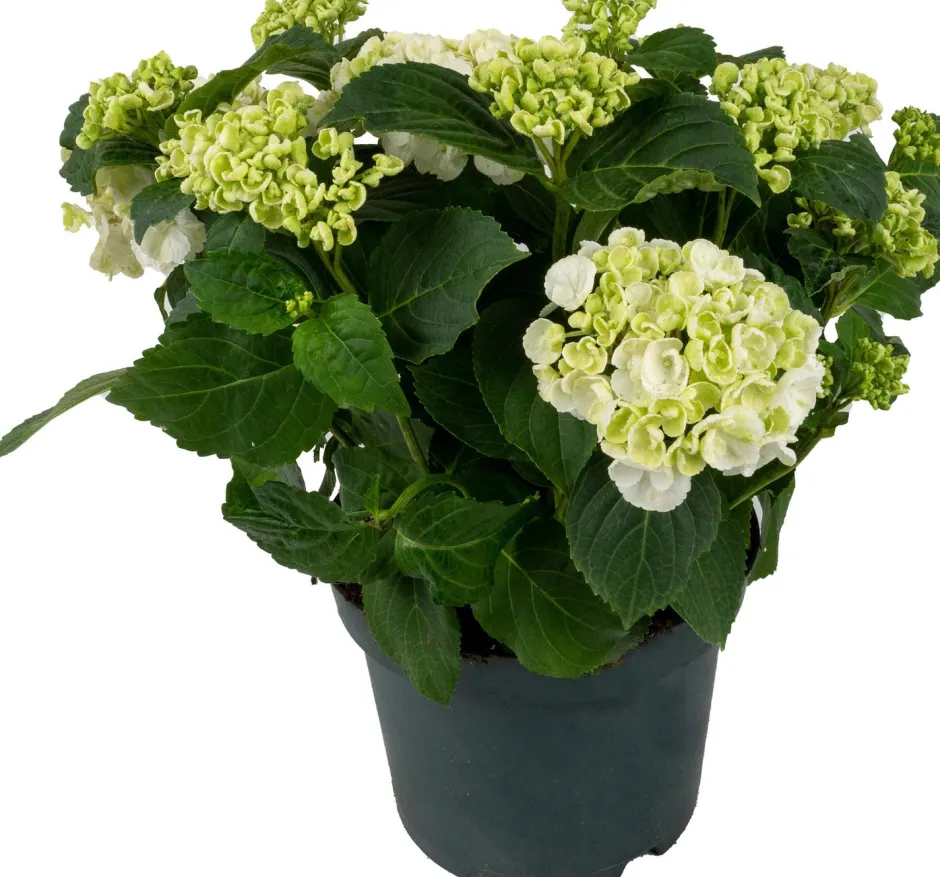 Intratuin Hortensie (Hydrangea macrophylla ) weiß D 15 H 40 cm| Blühende Zimmerpflanzen|Hortensien