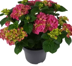 Intratuin Hortensie (Hydrangea macrophylla ) rosa D 15 H 40 cm| Blühende Zimmerpflanzen|Hortensien
