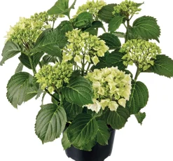 Intratuin Hortensie (Hydrangea macrophylla) weiß D 21 H 40 cm| Hortensien|Blühende Pflanzen