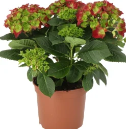 Intratuin Hortensie (Hydrangea macrophylla) D 21 H 40 cm| Hortensien|Blühende Pflanzen