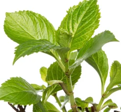 Intratuin Hortensie (Hydrangea macrophylla) rot D 17 cm| Hortensien|Winterharte Pflanzen