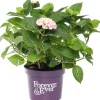 Intratuin Hortensie (Hydrangea macrophylla 'Forever & Ever') roze D 23 H 30 cm| Hortensien|Hortensien
