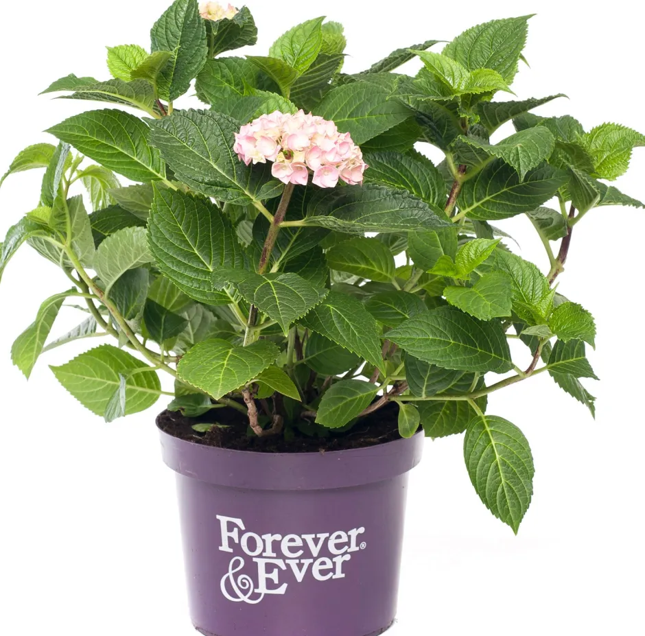 Intratuin Hortensie (Hydrangea macrophylla 'Forever & Ever') roze D 23 H 30 cm| Hortensien|Hortensien