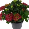 Intratuin Hortensie (Hydrangea macrophylla ) rot D 15 H 40 cm| Hortensien|Blühende Pflanzen
