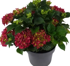 Intratuin Hortensie (Hydrangea macrophylla ) rot D 15 H 40 cm| Hortensien|Blühende Pflanzen