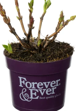 Intratuin Hortensie (Hydrangea macrophylla 'Forever & Ever') D 17 H 30 cm| Hortensien|Blühende Pflanzen