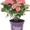 Intratuin Hortensie (Hydrangea macrophylla 'Forever & Ever') rood D 23 H 30 cm| Hortensien|Hortensien