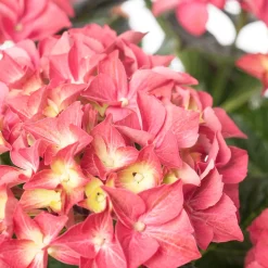 Intratuin Hortensie (Hydrangea macrophylla 'Forever & Ever') rood D 23 H 30 cm| Hortensien|Hortensien