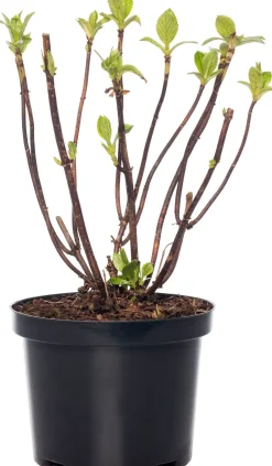 Intratuin Hortensie (Hydrangea macrophylla) weiß| Hortensien|Blühende Pflanzen